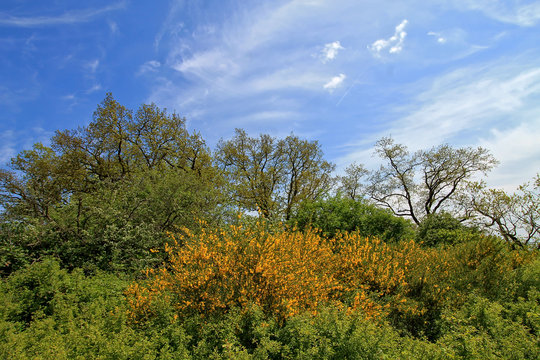 Ginsterbusch am Waldrand