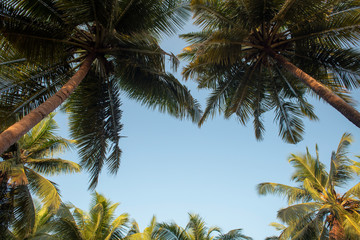 Fototapeta na wymiar treetops of palms. focus on the tops of trees
