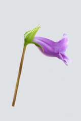 Blue and purple colored bellflower isolated on grey background