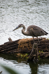 Great Blue Heron by a log in the water.