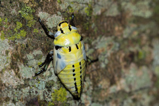 Yellow Spitting bug nest in a tree, Pietermaritsburg, South Africa