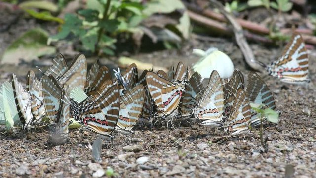 Spot Swordtail butterflies and others are drinking mineral from the ground
