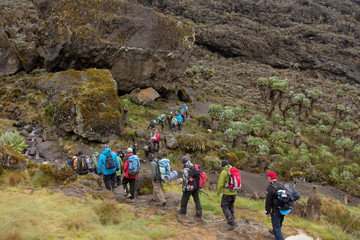 Track on Kilimanjaro on the Machame Route Whiskey. 4 day