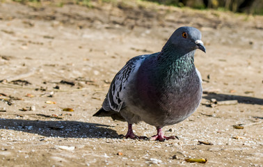City pigeons. Pigeons in the city. Close-up