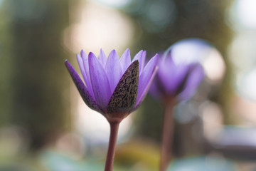lotus blooming 