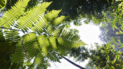 jungle vegetation tropical rainforest in Johor National Park - Salai
