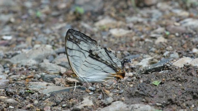 common map butterfly is drinking mineral from the ground