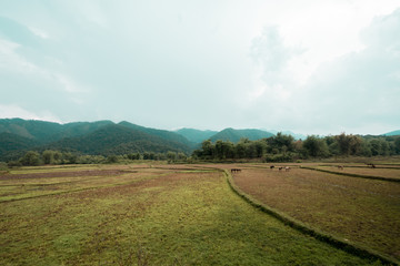 Rice field after havested