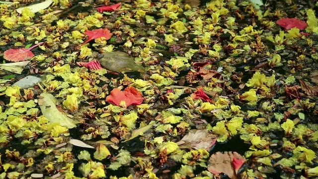 Beautiful fallen flowers and leaves floating on green water. Flowers of yellow Peltophorum pterocarpum, copperpod and red Delonix regia, flame tree