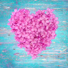 Heart of pink or lilac blossom on blue shabby wooden background