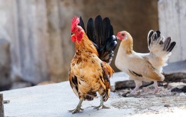 Bantam little beautiful poultry