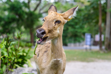 Antelope eating long bean with soft light.