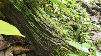 Moss that grows in the tropical rainforests of Johor National Park in Malaysia