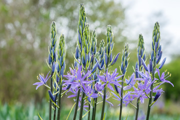 Camassia leichtlinii - Prärielilie © progarten