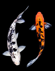 Dual White  Carp and Orange Carp
