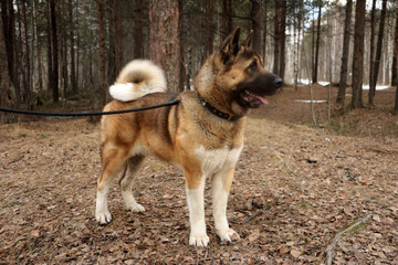 Американский акита на прогулке в парке, на поводке