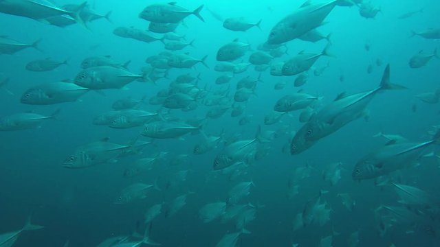 Bigeye Jack fish (Trevallies) hunting sardines underwater