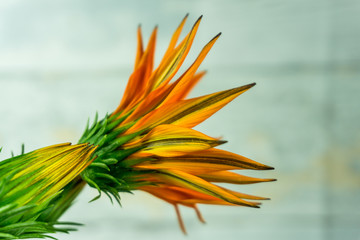 Orange flower against a white background