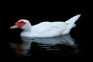 White  Muscovy Ducks Swim in Pond