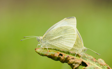 Paarung der Wei&szlig;linge
