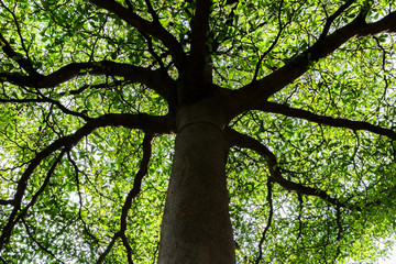 Naklejka premium Under large tree shaped like umbrella