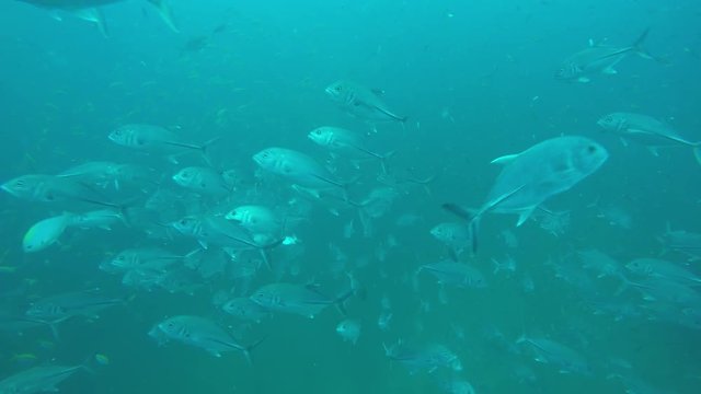 Bigeye Jack fish (Trevallies) hunting sardines underwater