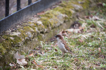 Sparrow