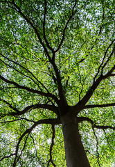 Under large tree shaped like umbrella