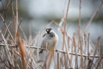 Sparrow