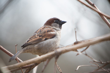 Sparrow