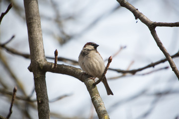 Sparrow