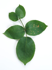 Fototapeta na wymiar Damaged rose leaf by the larva Allantus cinctus