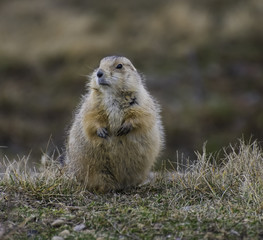 Fat prairie dog