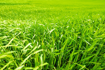 champs de céréales