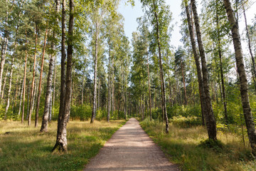 Obraz premium Russian forest
