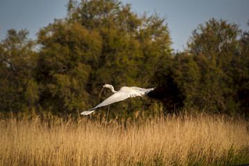 Garza blanca alzando el vuelo sobre los humedales de las Tablas de Daimiel en Ciudad Real