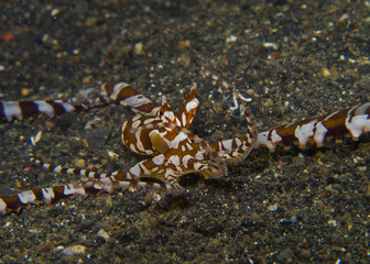 Wonderpus octopus (Wunderpus photogenicus) walking over the sand bottom in Lembeh Strait , Indonesia