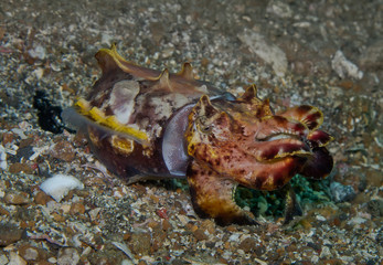 Flamboyant Cuttlefish (Metasepia pfefferi),Amazing the most beautiful cuttlefish walking over the sand bottom in Lembeh Strait , Indonesia