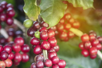 Coffee plant fruit in coffee farm