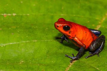 A close up of a Strawberry Poison Dart Frog