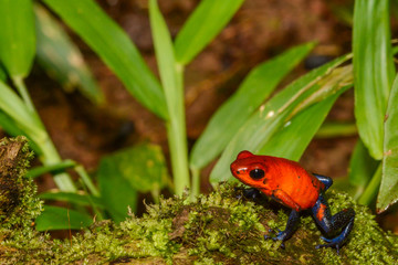 A close up of a Strawberry Poison Dart Frog
