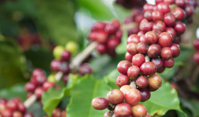 Coffee plant fruit in coffee farm