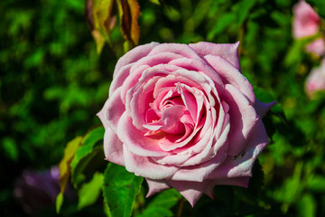 Single pink rose in a garden.