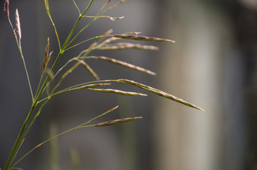 Blades of grass witn spikelets on the grey background