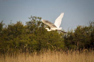 Garza blanca alzando el vuelo sobre los humedales de las Tablas de Daimiel en Ciudad Real
