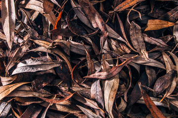 macro leaf texture fall pattern fall