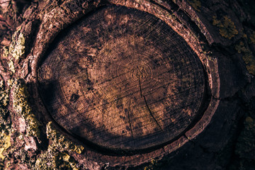 wood texture knot wood 