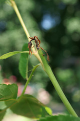 cladardis elongatula / ardis brunniventris / Caterpillar feeds inside the shoot