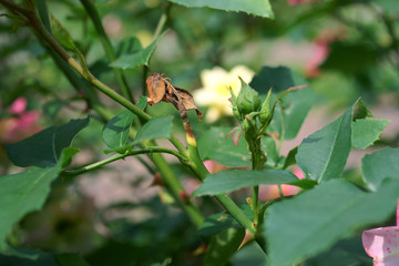 cladardis elongatula / ardis brunniventris / Caterpillar feeds inside the shoot © 7monarda