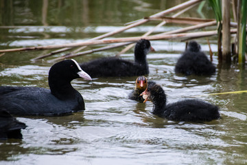 Baby Eurasian Coot chicks swimming amongst the reeds at the lake